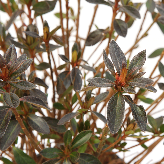 Azalea Japonica Mme Van Hecke : C.5L