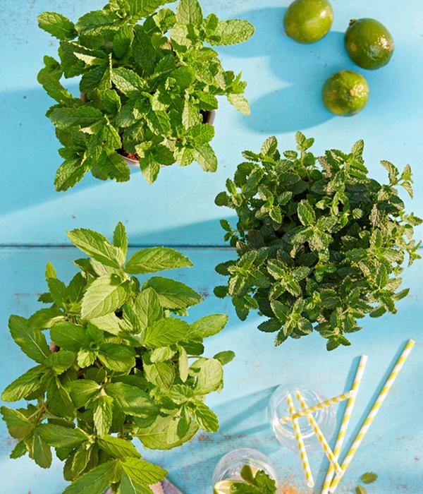 Mojito-Minze