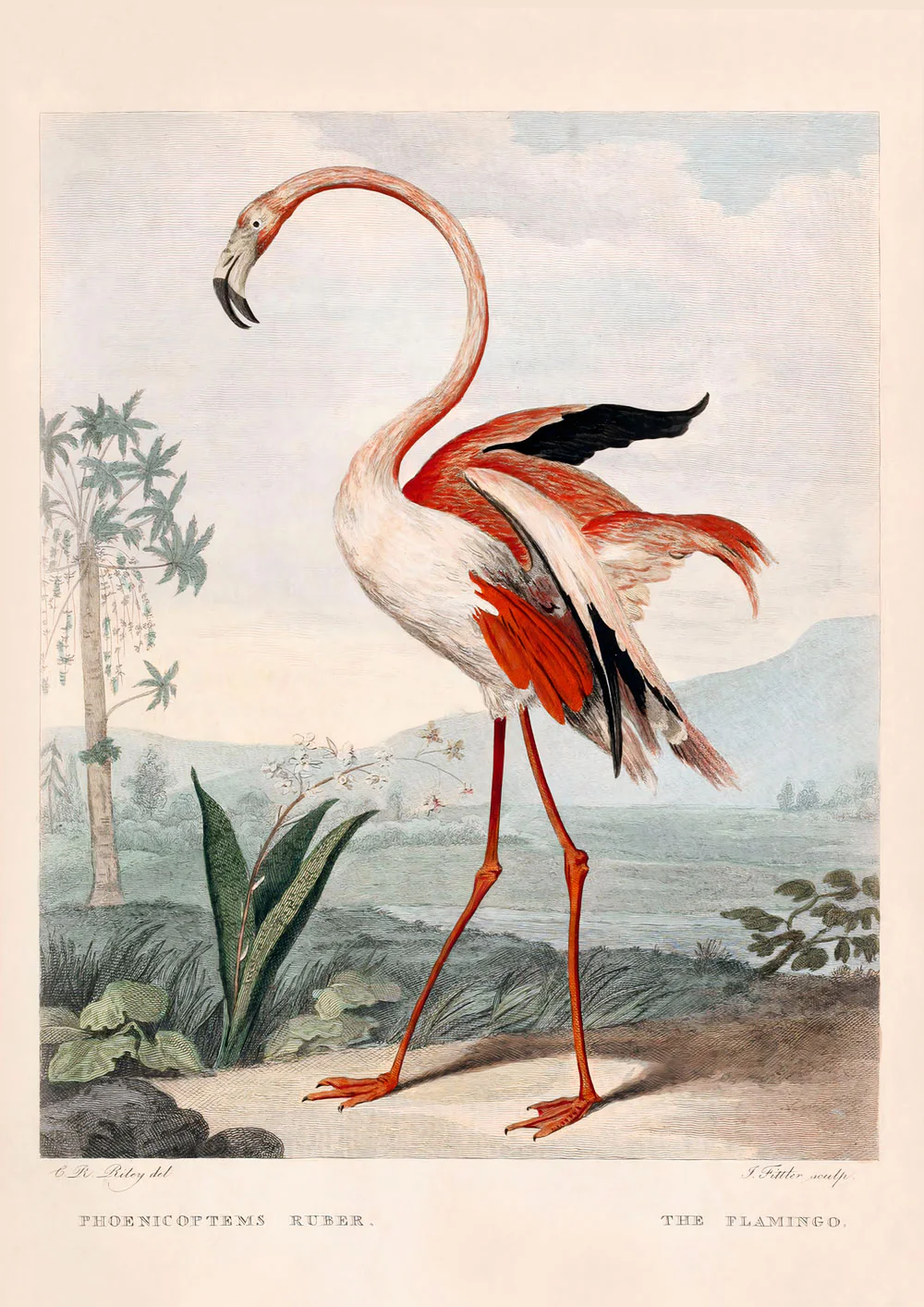 Rosa Flamingo