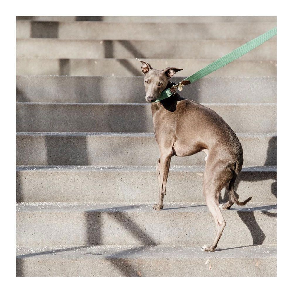 Kentucky JACQUARD - Laisse pour chien olive green