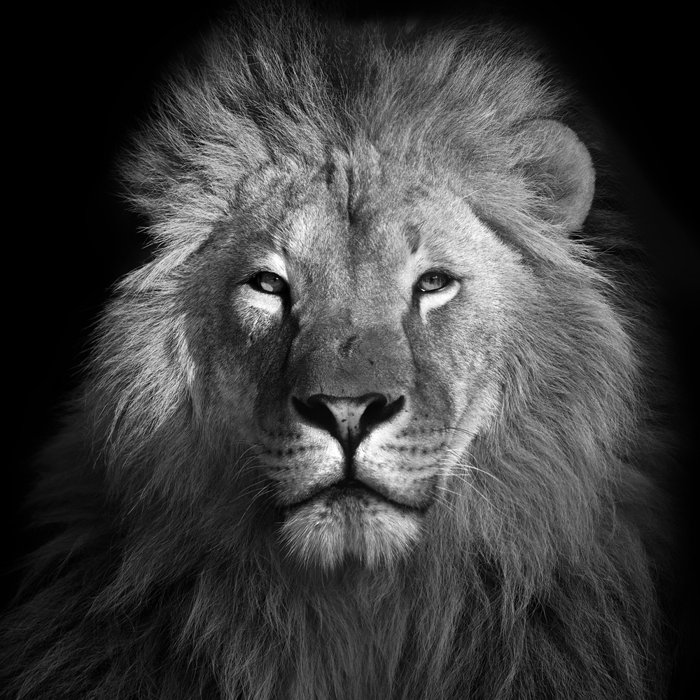 Akustikbild KÖNIG DER LÖWEN 80x80cm, 5kg