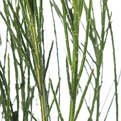 Brem (Cytisus scoparius 'Andreanus Splendens') D 21 H 40 cm
