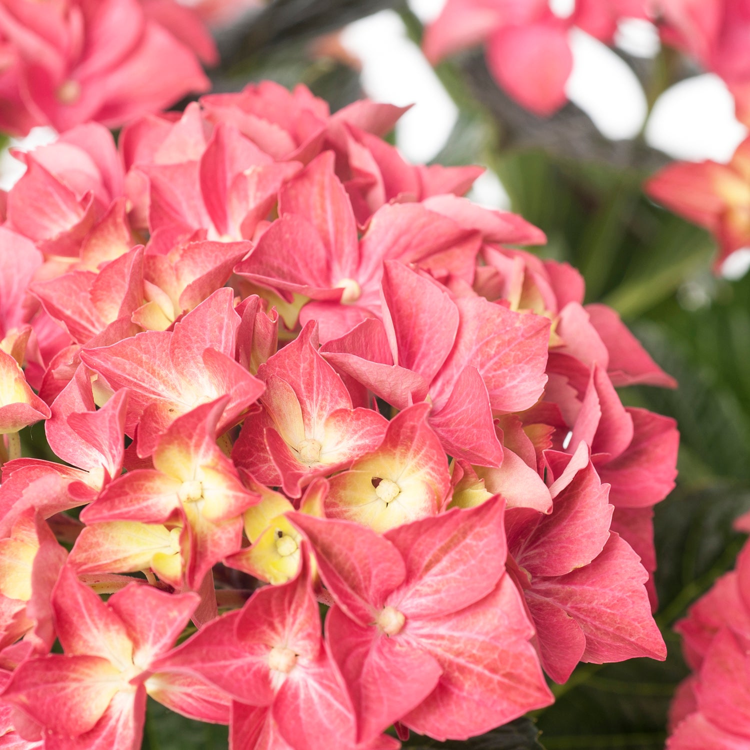 Hortensia (Hydrangea macrophylla 'Forever & Ever') rood D 23 H 30 cm