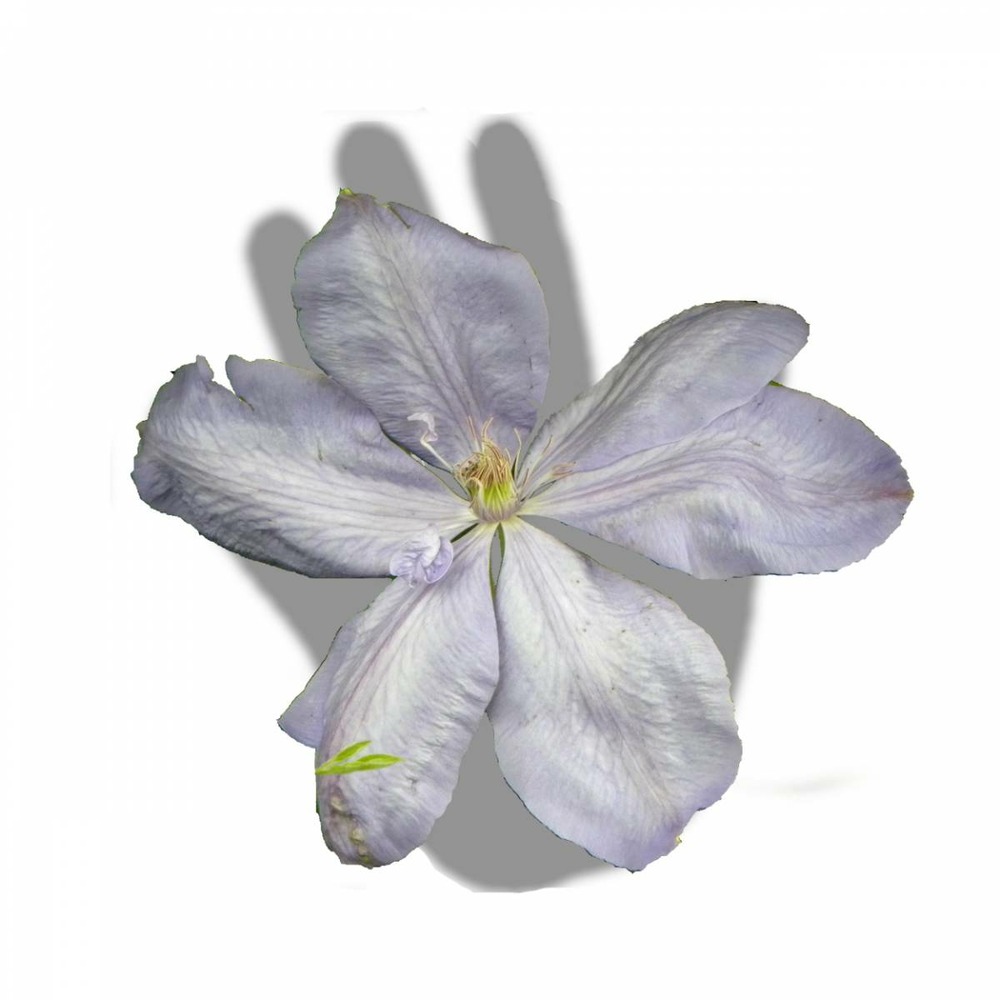 Clématite mrs cholmondeley/clematis mrs cholmondeley[-]godet - 5/20 cm