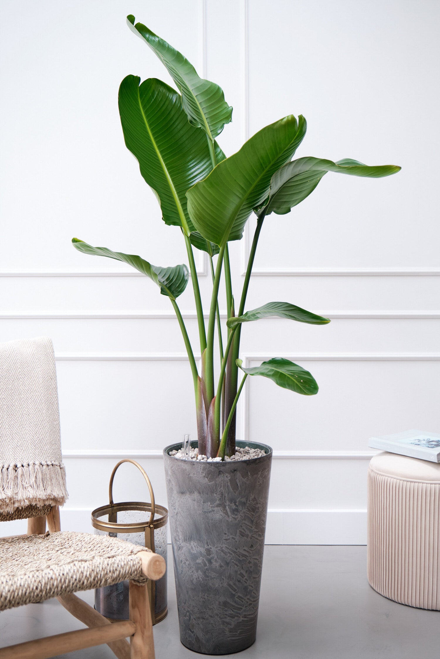 Paradijsvogelplant (Strelitzia nicolai) D 27 H 150 cm