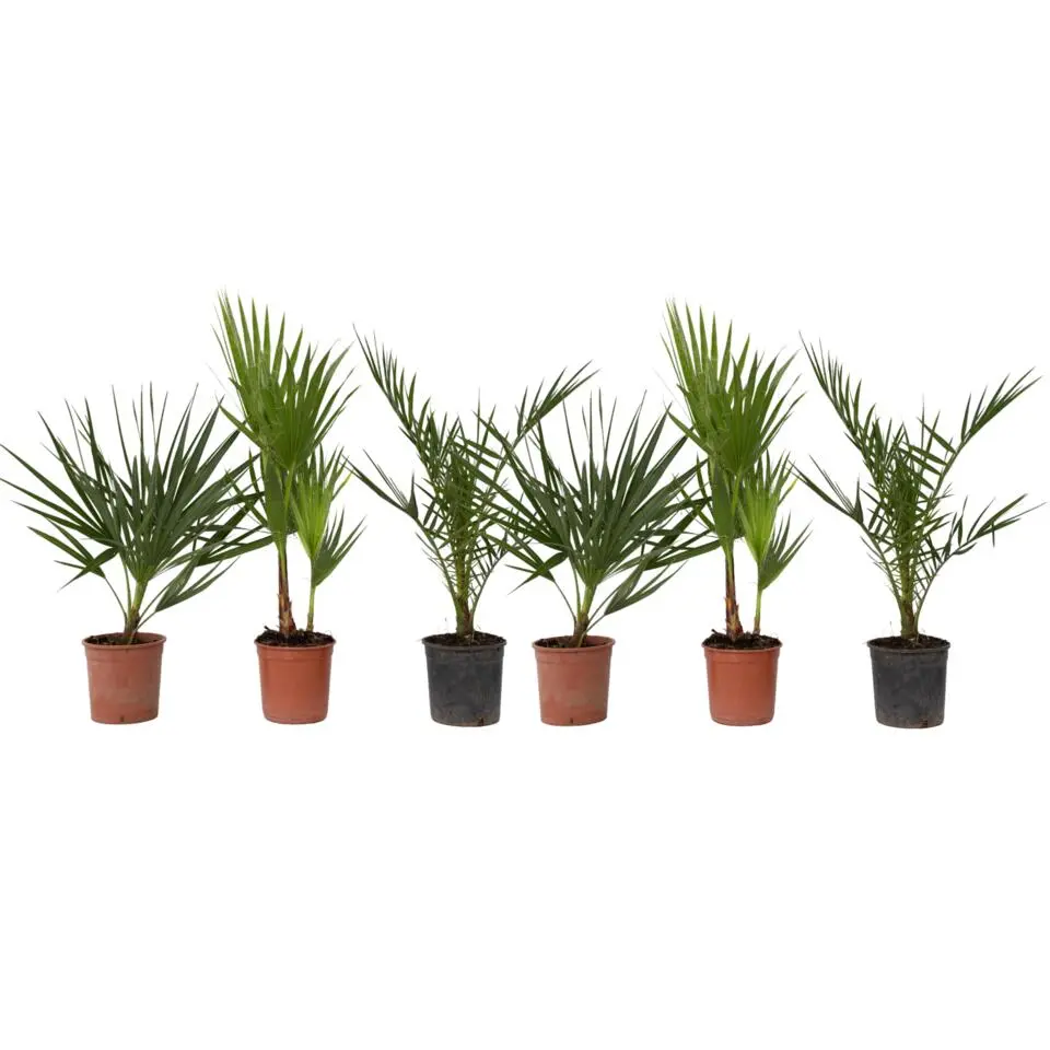 Tuinpalm - Set van 6 - Phoenix Chamaerops Washingtonia - Hoogte 50-70cm - ⌀15cm