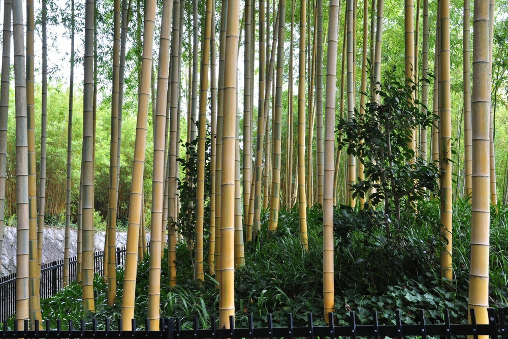 Jardin dans le sac - bambou moso - 20 graines - phyllostachys pubescens