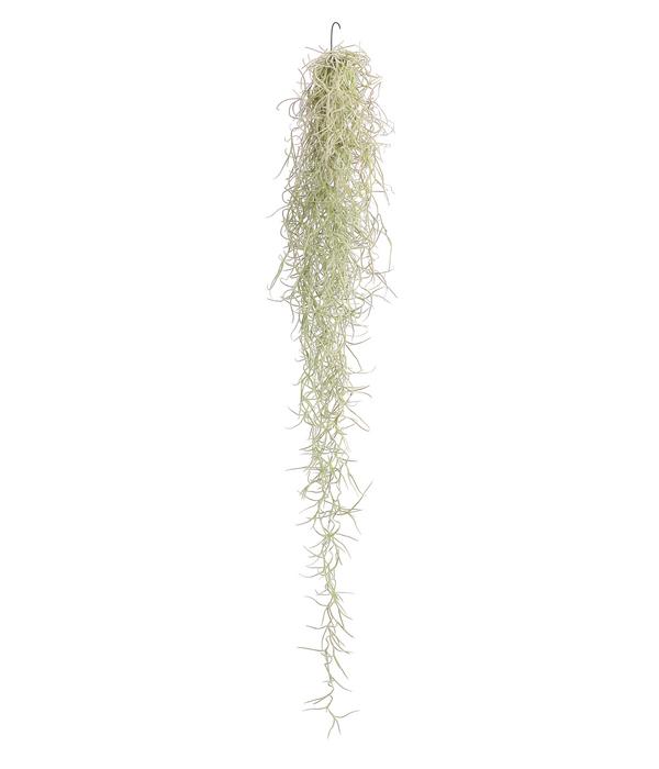 Spanisches Moos - Tillandsia usneoides