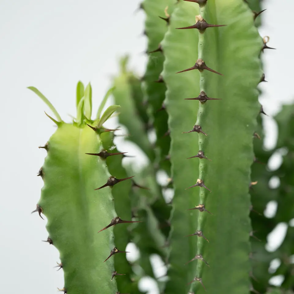 Cowboycactus - Euphorbia ingens - Hoogte 50-60cm - ⌀17cm