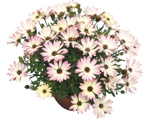 Kaapse madeliefje FloraSelf Osteospermum ecklonis Ø 14 cm pot willekeurige variëteitselectie