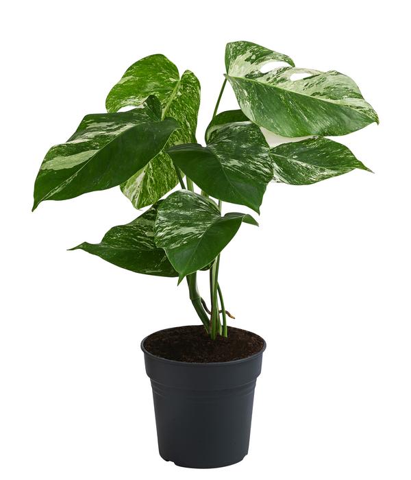 Fensterblatt - Monstera deliciosa 'Variegata',
