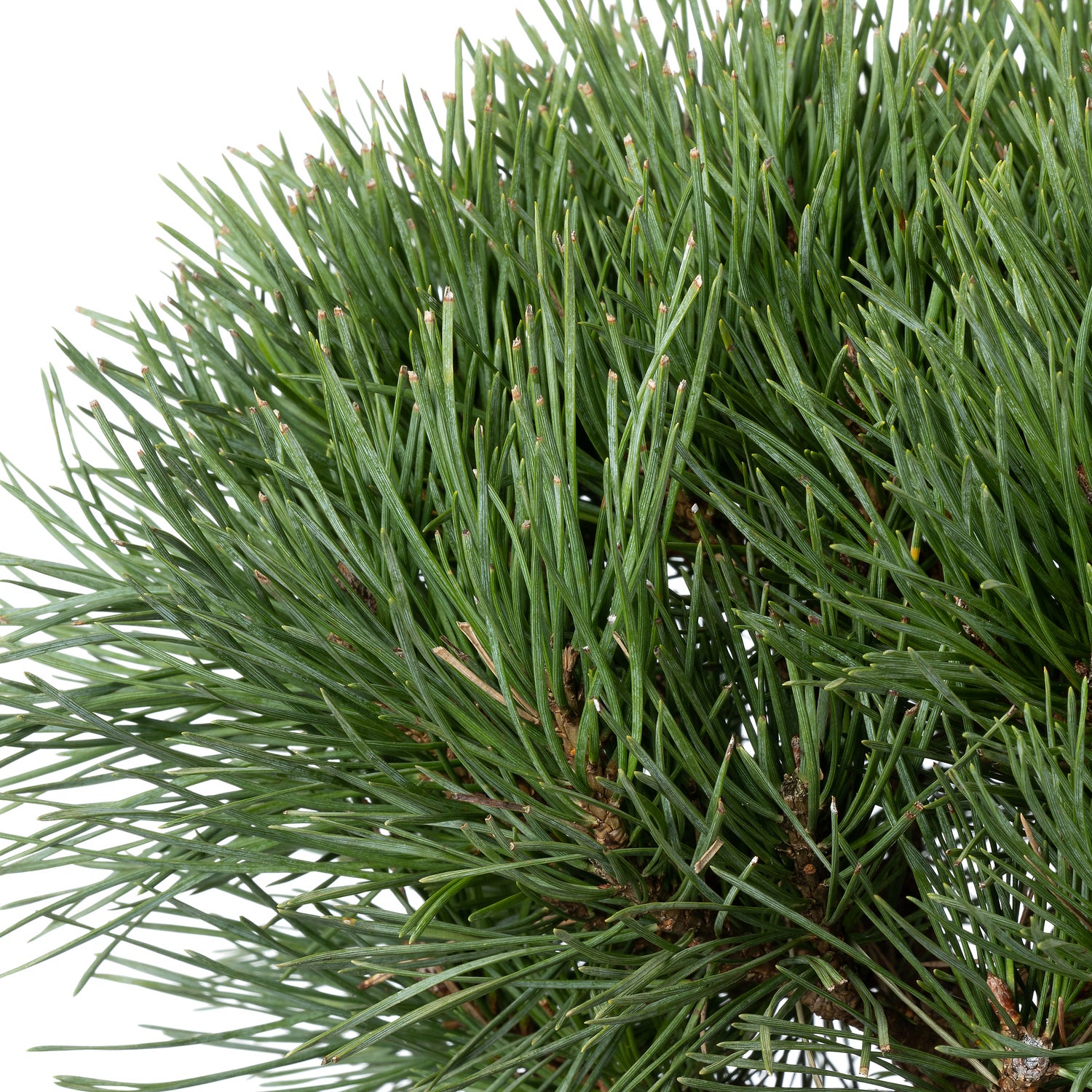 Grove Den (Pinus sylvestris 'Chantry Blue' ) D 30 H 30 cm