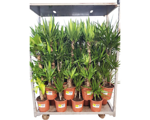 Kamerplanten Groen Mix FloraSelf H 120-140 cm Ø 24 cm Pot diverse soorten 1 st.