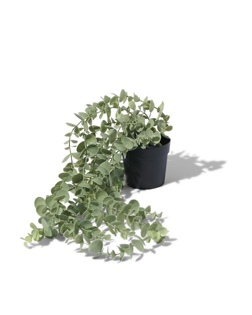 plante artificielle eucalyptus