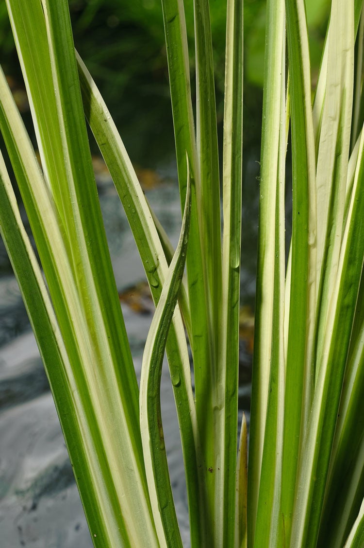 Bonte Kalmoes (Acorus calamus 'Variegata') D 18 H 20 cm