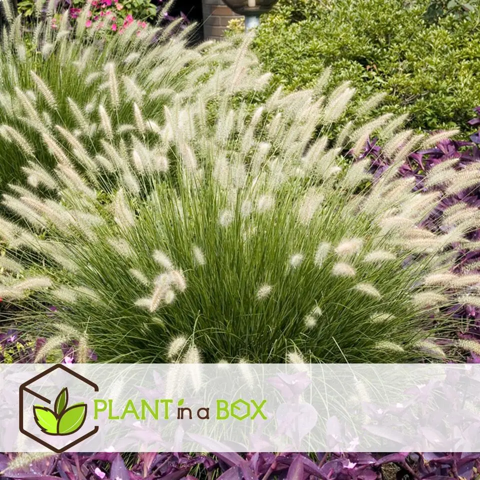 Lampenpoetersgras - Set van 2 - Pennisetum 'Hameln' - Hoogte 20-30cm - ⌀23cm