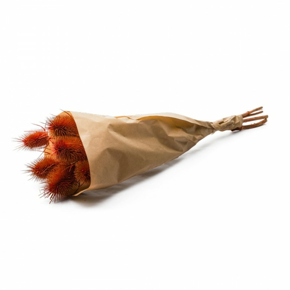 Botte de fleurs séchées chardon burnt orange