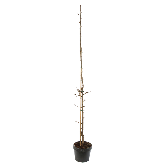 Prunier colonnaire Toronto®