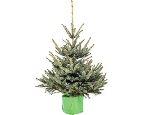 Blauwe spar, blauwe Colorado spar H 125-150 cm Co 12 L Kerstboom, gesnoeid en in pot