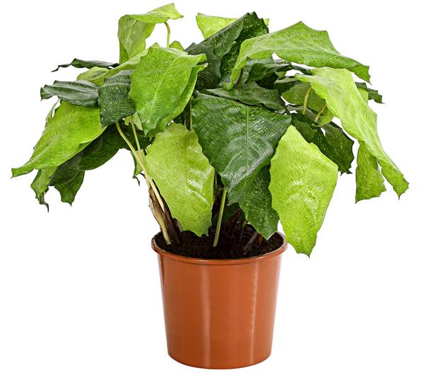 Korbmarante - Calathea mosaica