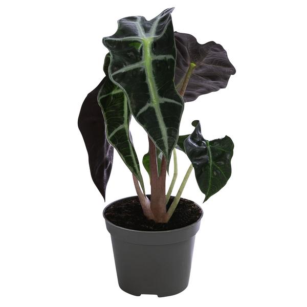 Pfeilblatt - Alocasia x. amazonica 'Bambino