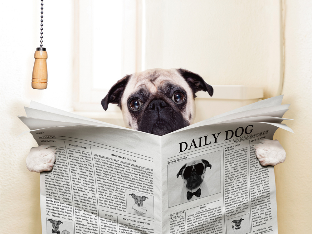 Akustikbild MOPS MIT ZEITUNG 80x120cm, 7kg