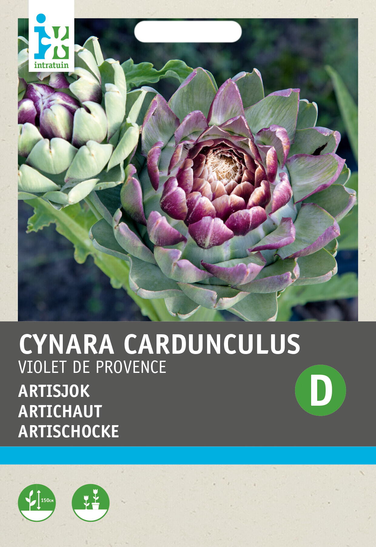 Intratuin groentezaad Artisjok (Cynara cardunculus 'Scolymus Violette)