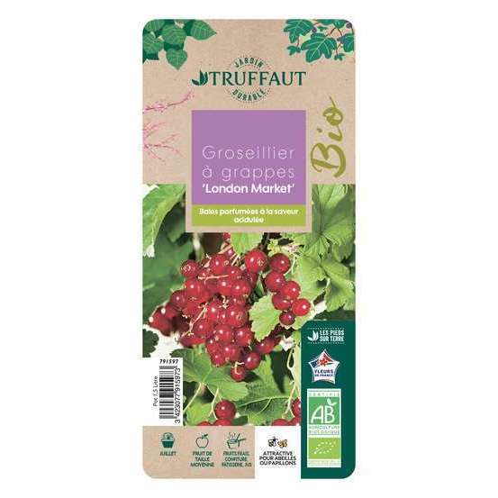 Groseillier à grappes 'London Market' bio : pot de 1,5 litres