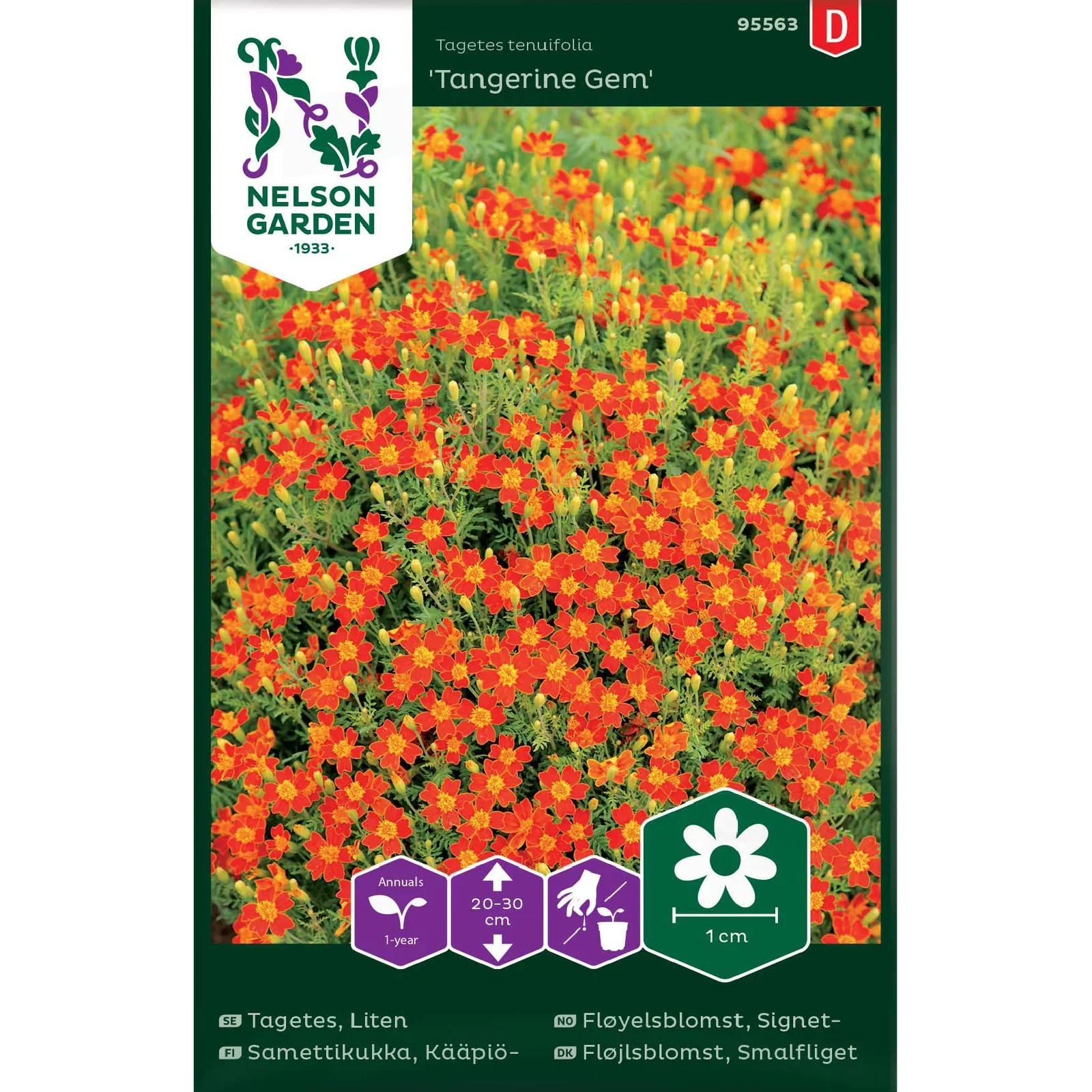 Tagetes tenuifolia'Tangerine Gem', Signetfløyelsblomst 'Tangerine Gem'