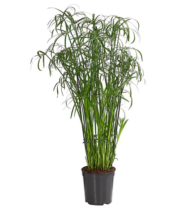Zypergras - Cyperus glaber