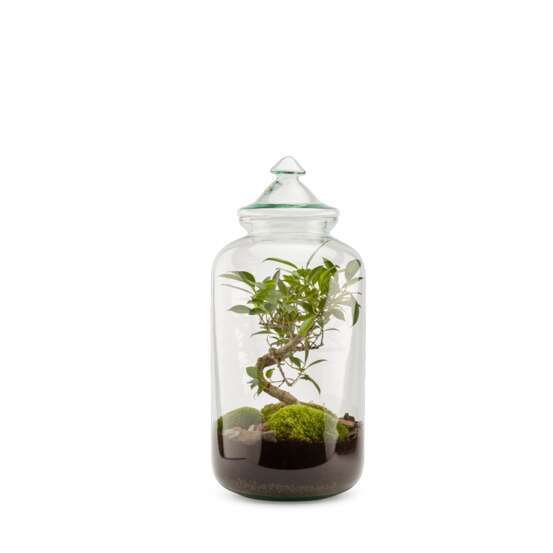 TERRA BONBONNE M BONSAI BV-(884101)