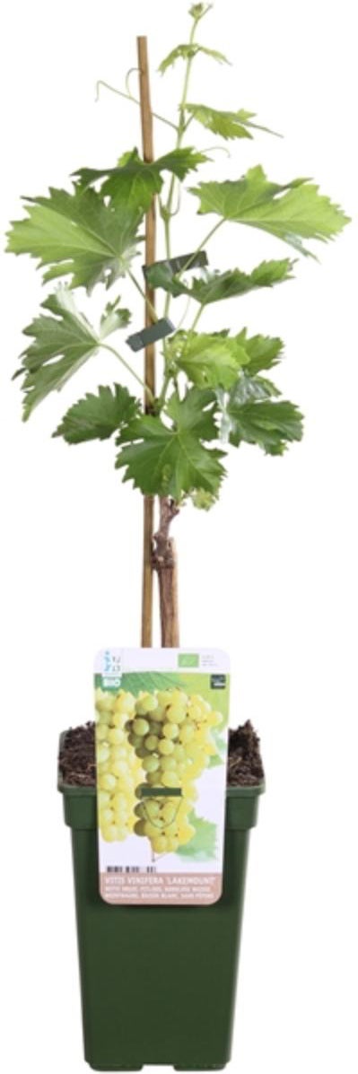 Biologische Pitloze Witte Druif (Vitis vinifera 'Lakemont') D 19 H 55 cm