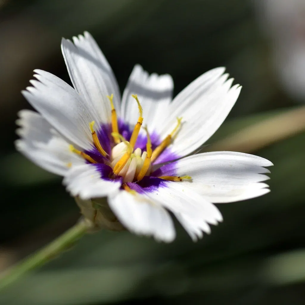 Catananche caerulea 'Alba' Rasleblom 'Alba' Ø11 cm