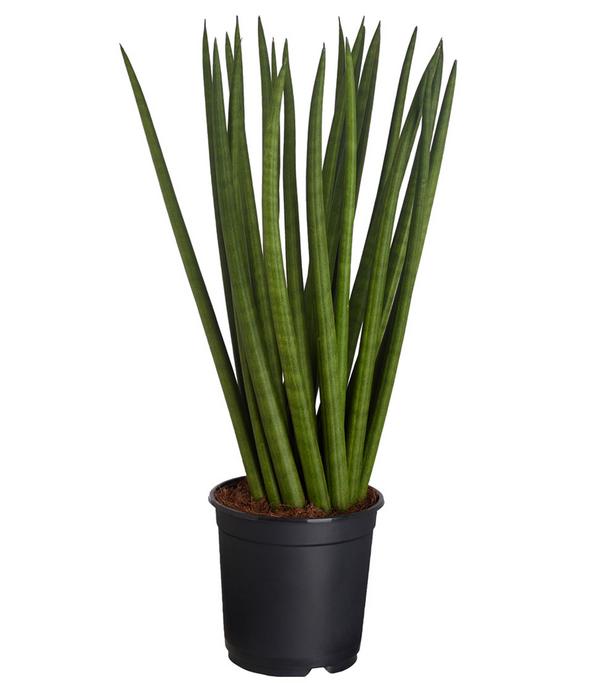 Bogenhanf - Sansevieria cylindrica,