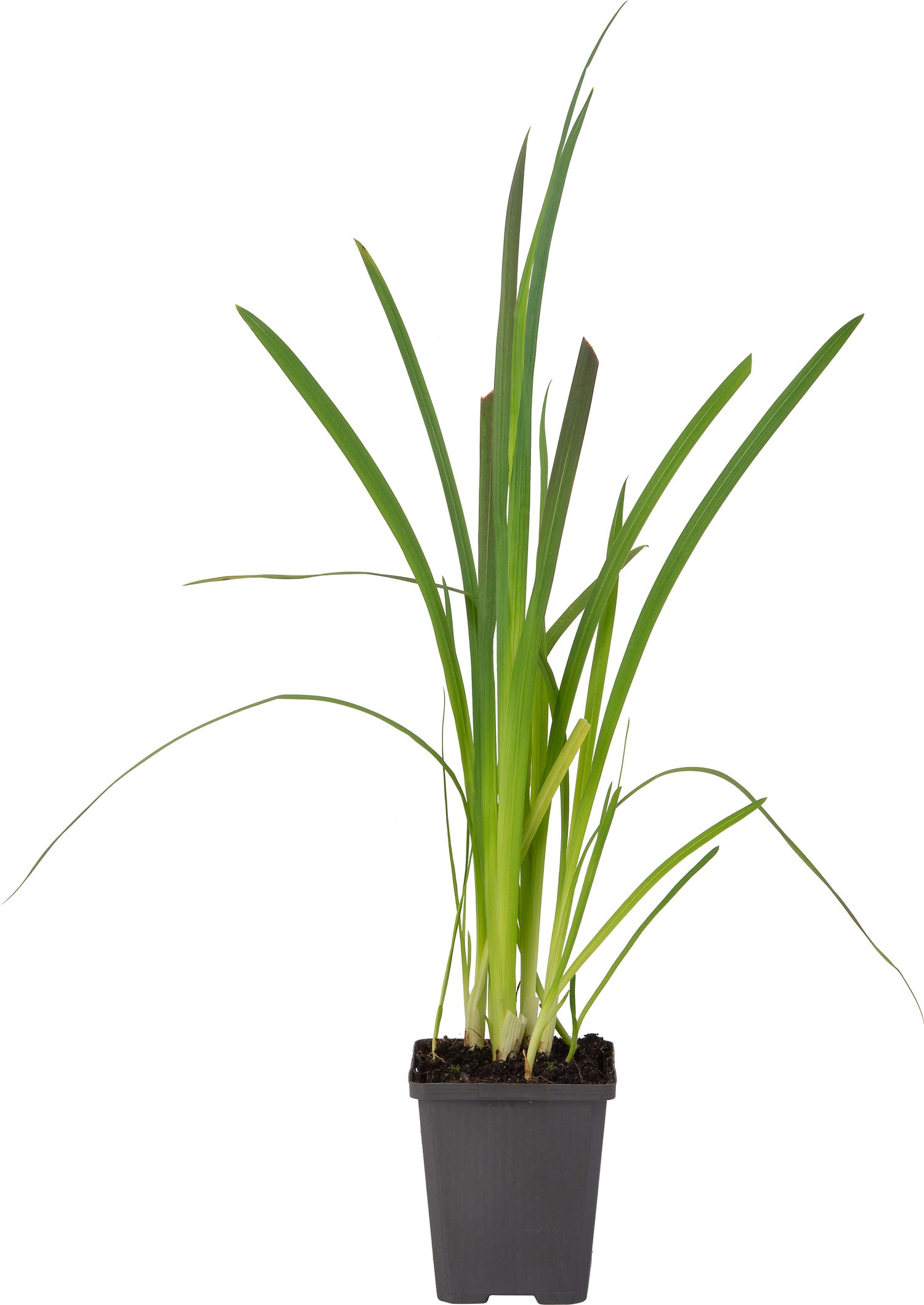 Moerasgladiool (Schizostylis coccinea 'Mrs. Hegarty') D 9 H 20 cm