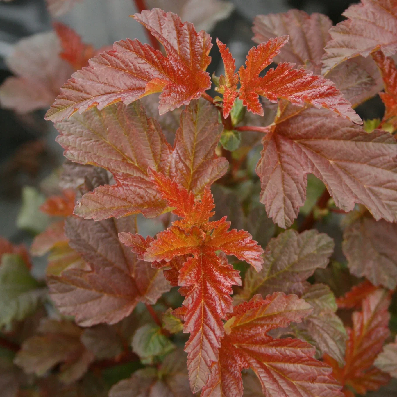 Physocarpus opulifolius LADY IN RED® ('Tuilad') Blærespirea LADY IN RED® XXL Høyde 100-125 cm