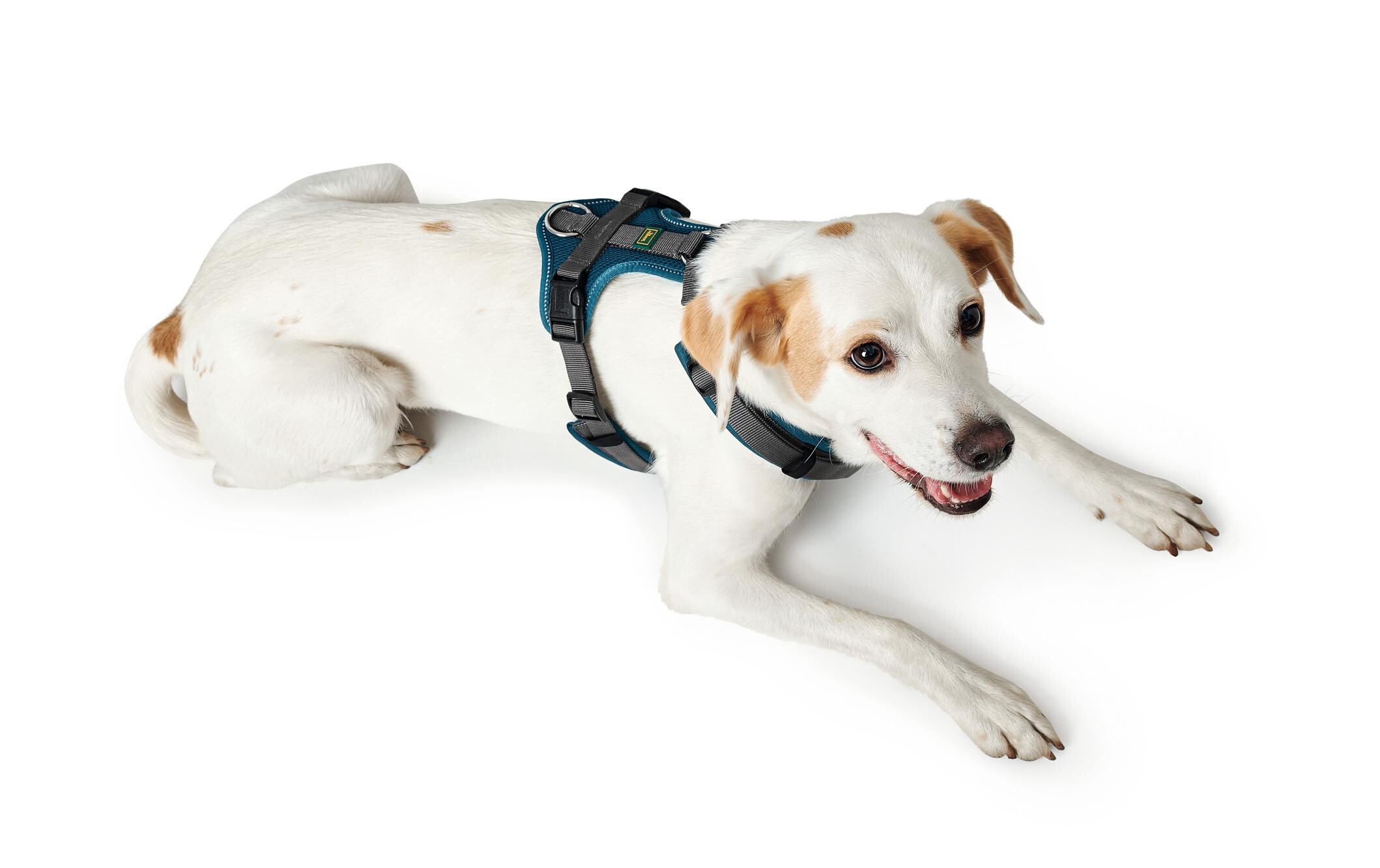 Geschirr Maldon, L, Petrol/GrauHundegeschirr