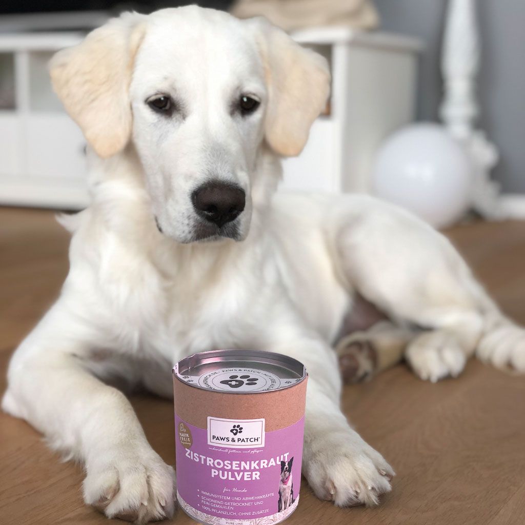 PAWS&PATCH ZISTROSENKRAUT Pulver für Hunde
