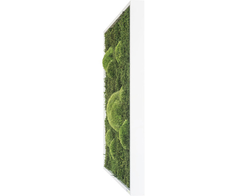 Mosschilderij bos & bolmos 55x55 cm