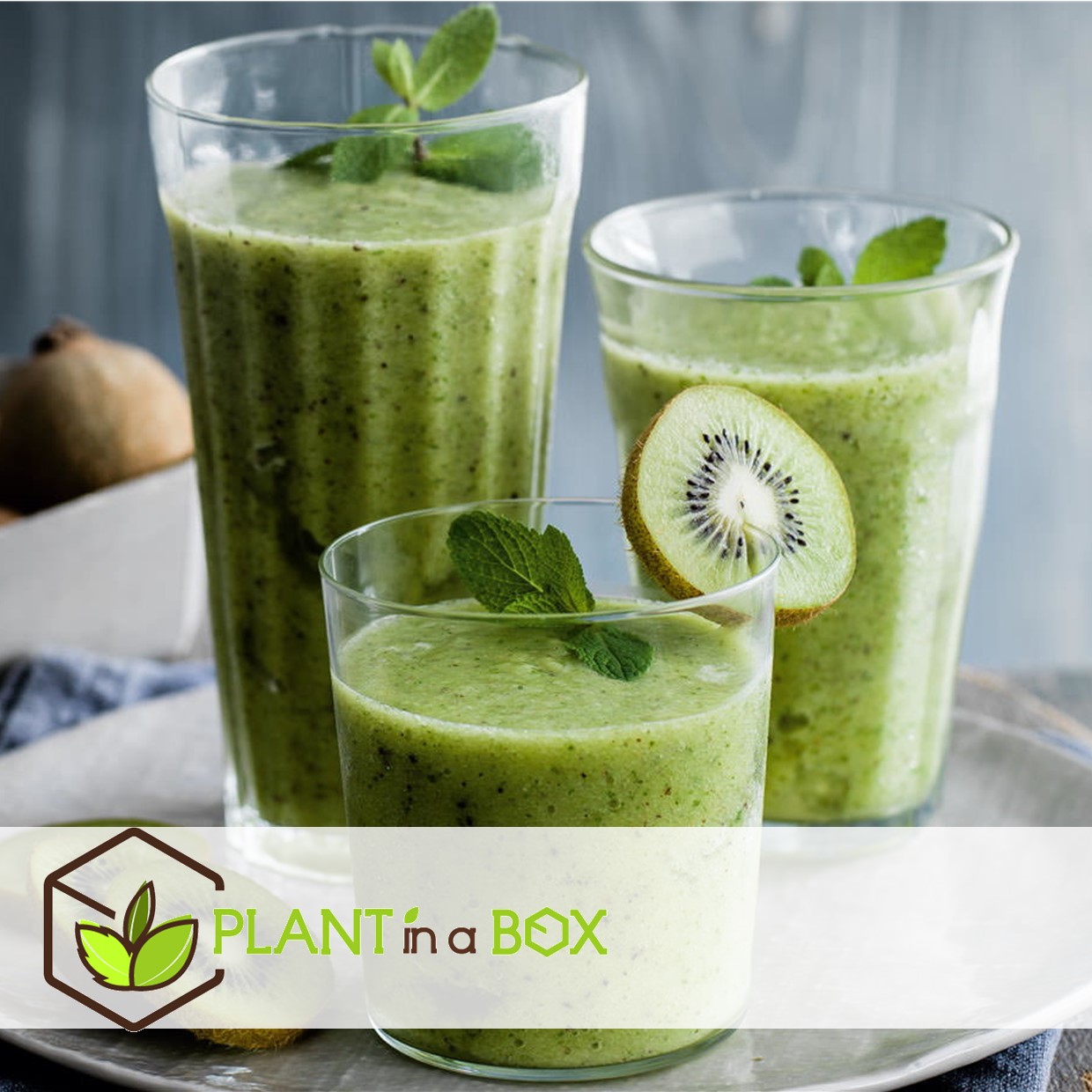 Smoothie - mélange de 4 - goji,cranberry,berry, kiwi - pot 9cm - hauteur 25-40cm