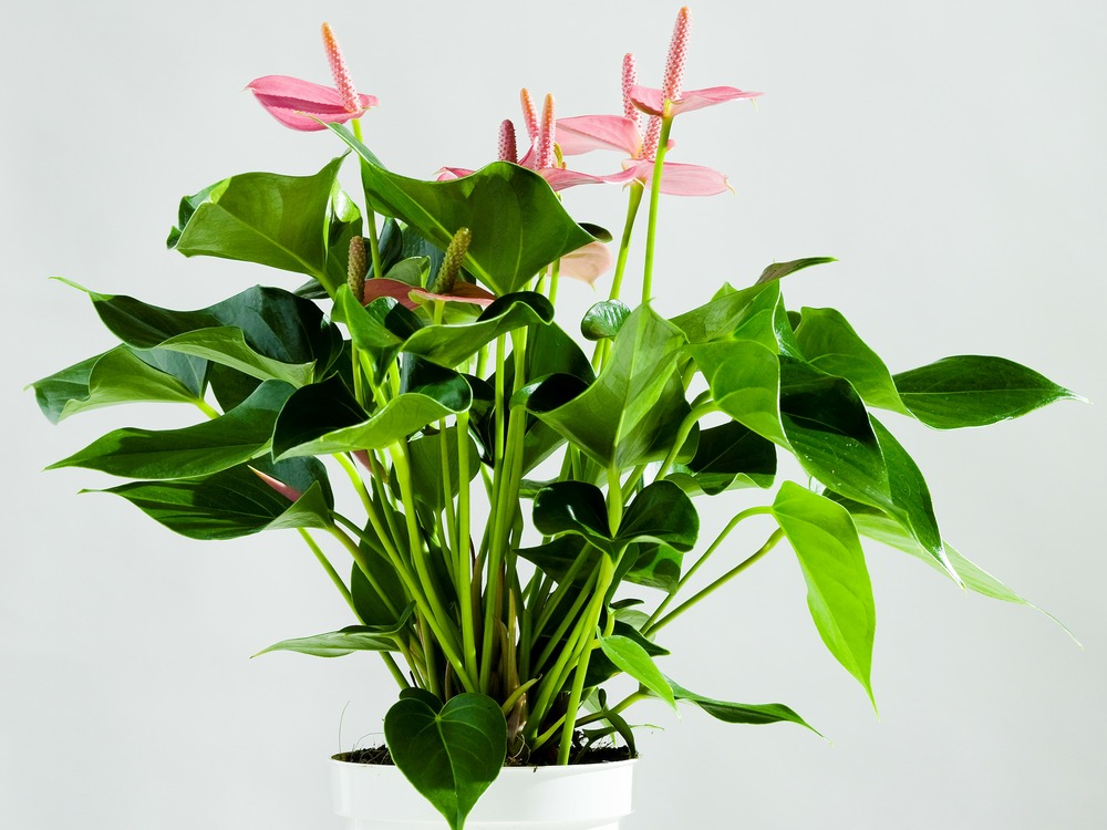 Anthurium 'aristo' rose - flamingo plant - plante d'intérieur - entretien facile ⌀12 cm - ↕30-40 cm