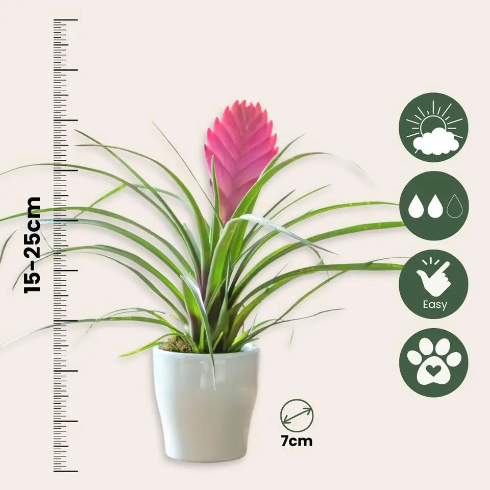 Tillandsia cyanea ‘Pastel’ – Set van 3 met pot – Hoogte 20–30cm – ø7cm