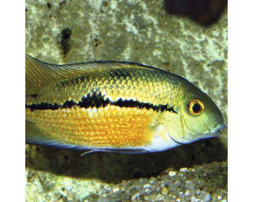 Korrelvoer JBL PRONOVO CICHLID GRANO M 1000 m
