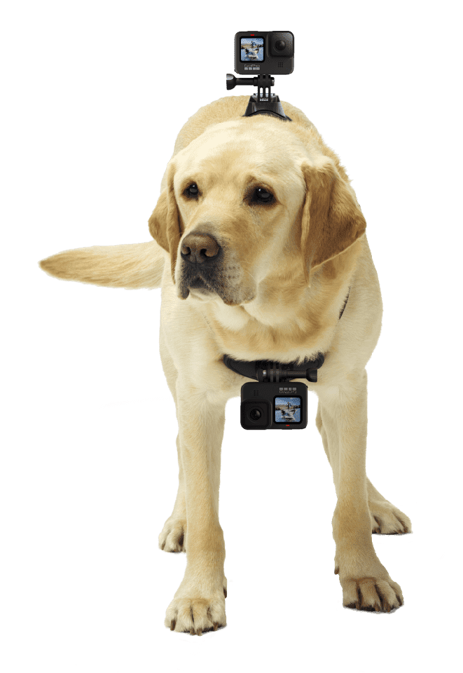 GoPro - Fetch
