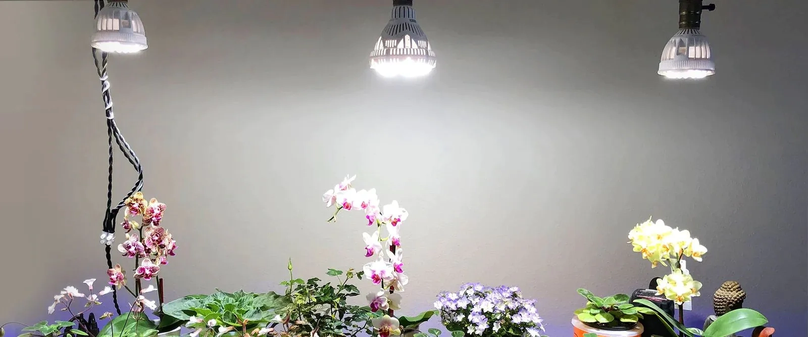 (36W) E27 7 LED's Grow Light Glühbirne Pflanzen Licht Full Spectrum Wachstumslicht für Pflanzen / Samen / Blüten (LE5520) - Warmweiss