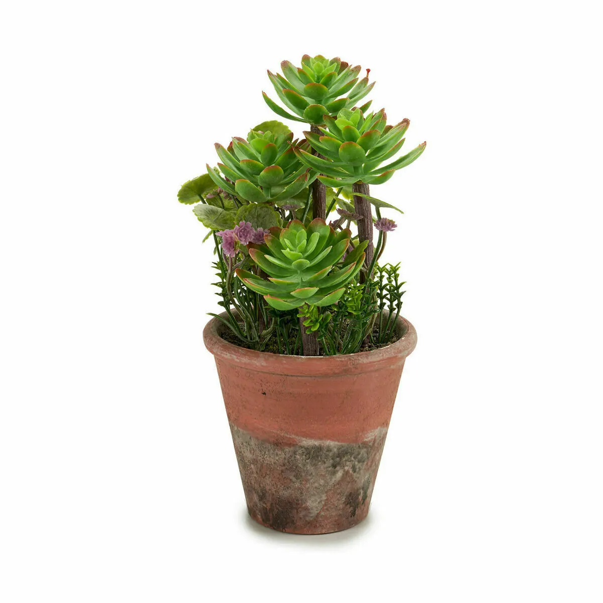 Ibergarden Plante Décorative Succulent - 12 Unités