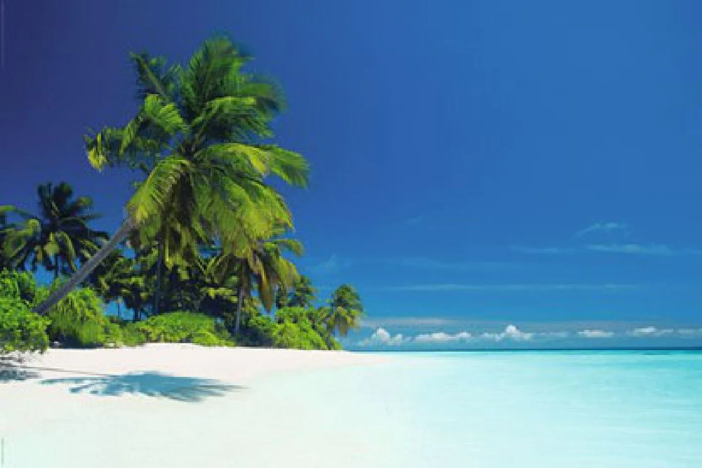 Poster - Strand und Palmen, 61 x 91 cm