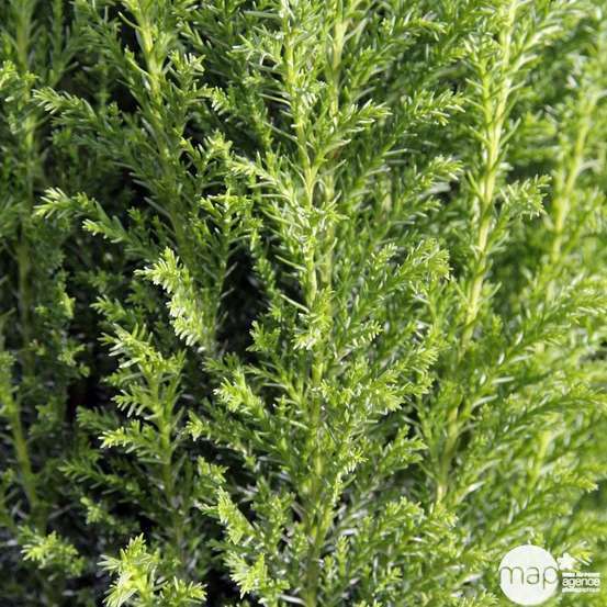 Chamaecyparis Lawsoniana Ellwoodii : pot d.13cm