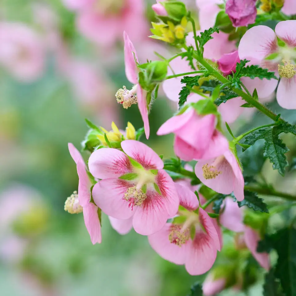 Kaapse malva - Set van 6 - Anisodontea 'El Rayo' - Hoogte 25-40cm - ⌀9cm