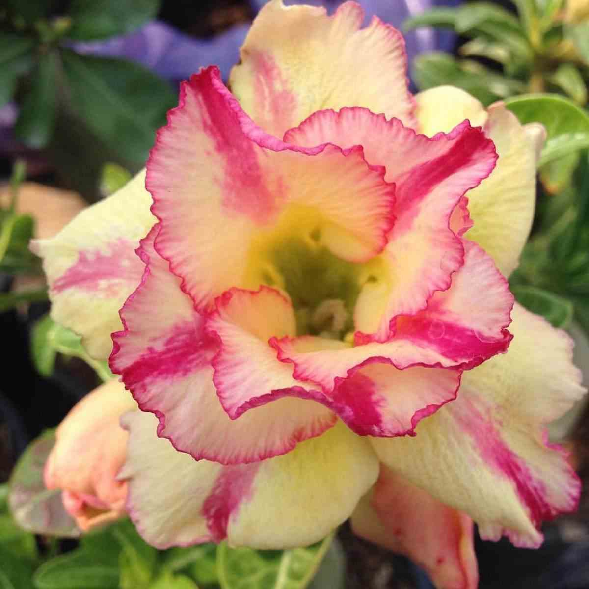 Adenium obesum cv.thong yod jaune et rouge - taille caudex d'environ 150g